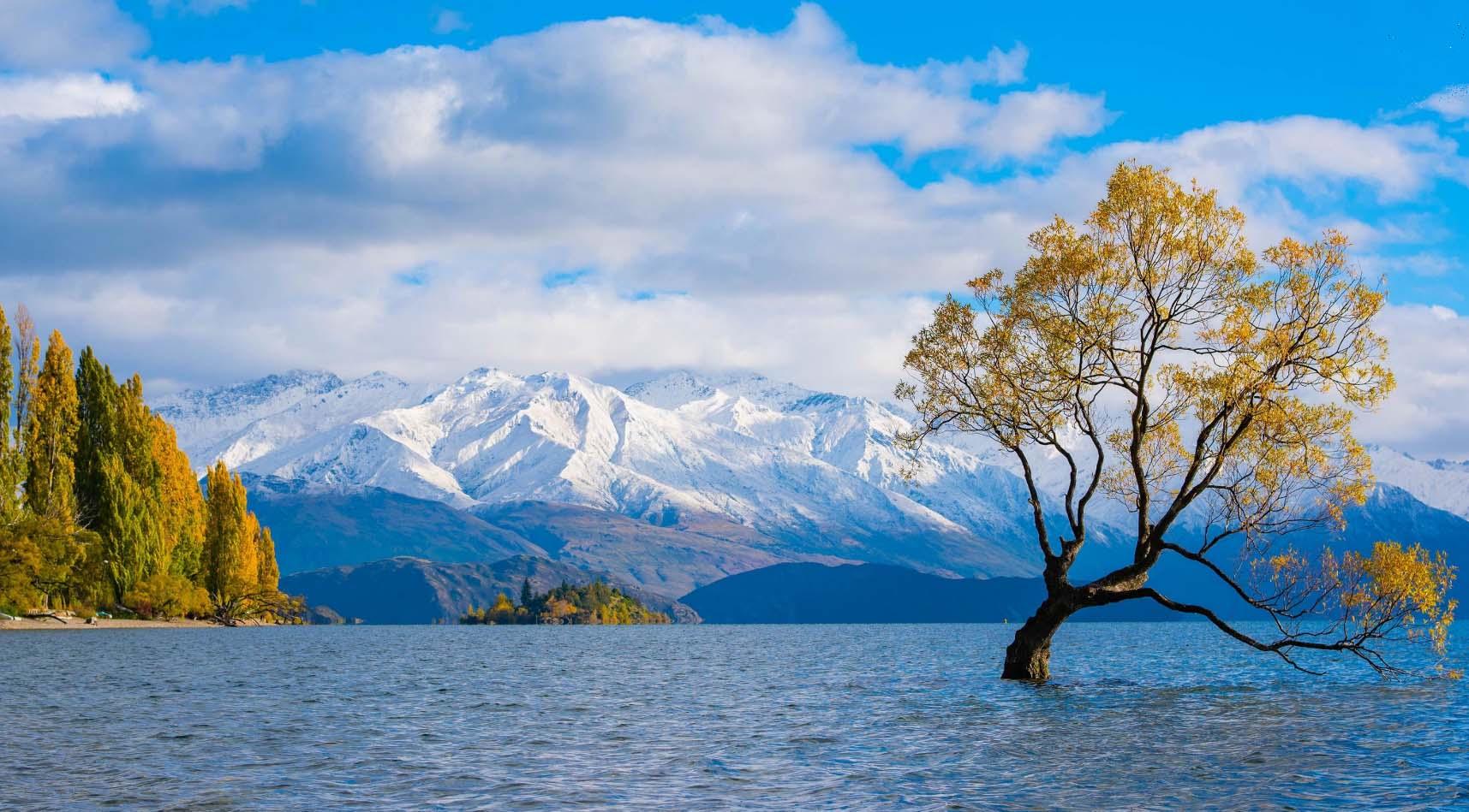 Arbre du lac wanaka nouvelle zelande 2