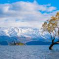 Arbre du lac wanaka nouvelle zelande 2